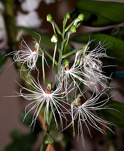 Habenaria quinqueseta